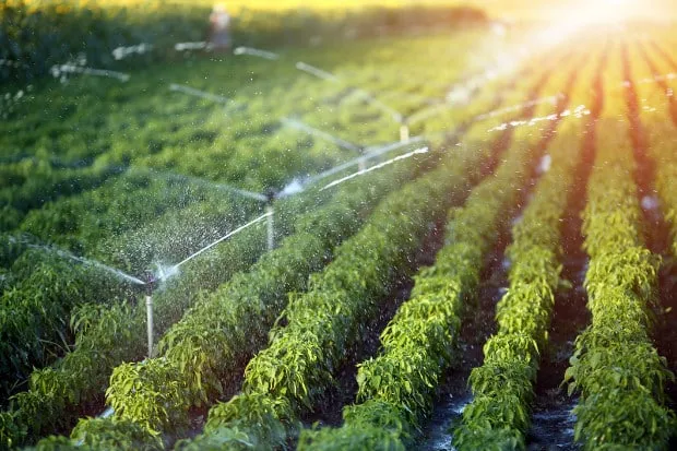Designing a Drip Irrigation System