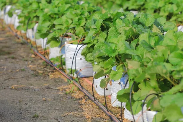 Benefits of drip irrigation