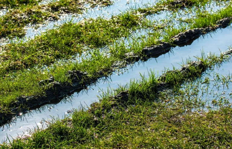 Sprinklers Might Need Repair