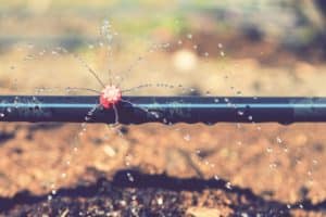Drip Irrigation System vs. Sprinkler System