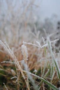 frozen grass and other plant life in a yard