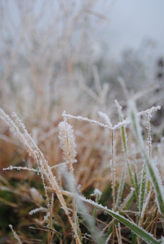 frozen grass and other plant life in a yard